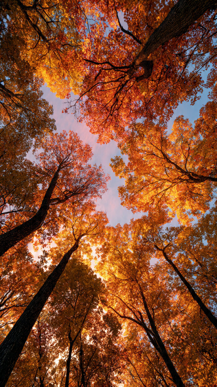 Dense treetops with leaves - Free generative AI Prompt Collection – Photos, Drawings & 3D Prompts